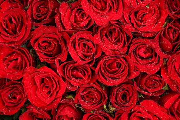 Red rose background. Valentines day concept