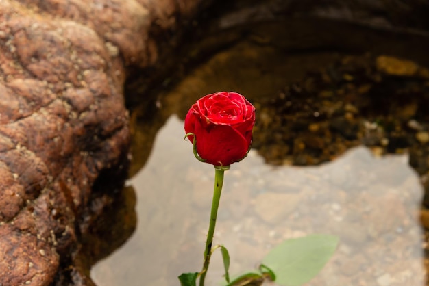 Foto una rosa rossa nell'acqua della spiaggia scena romantica