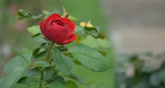 赤いバラの美しい緑の背景