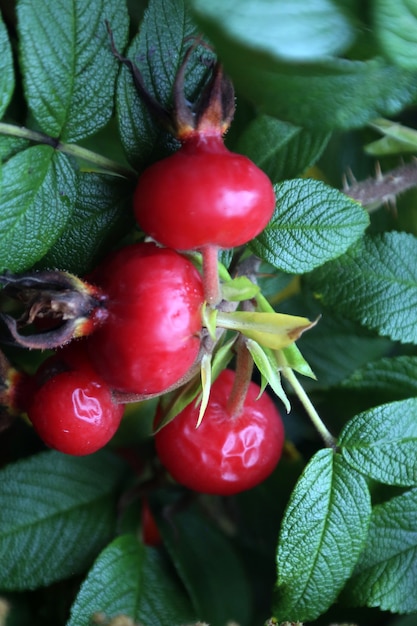 Photo red rose  berries in autumn