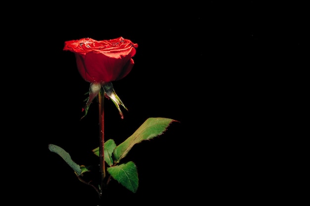 Red rose on a black background