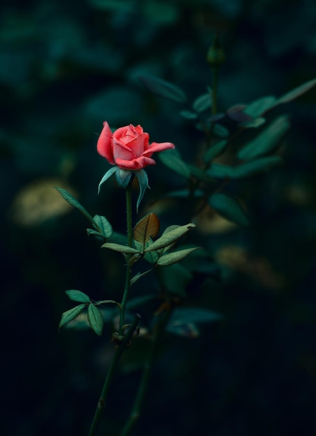 Red rose on black background