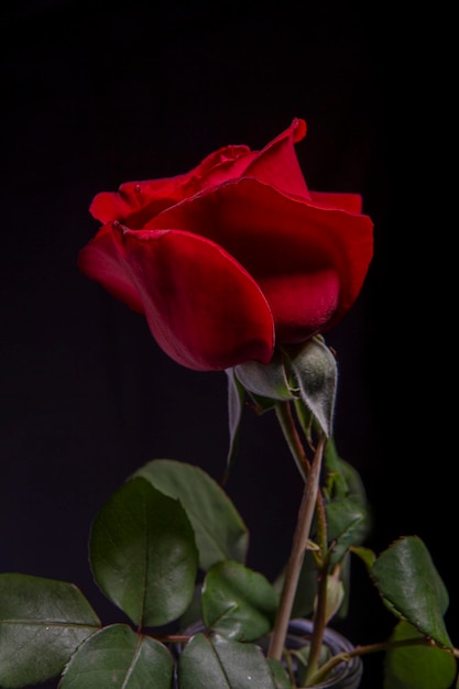 黒い背景の赤いバラ