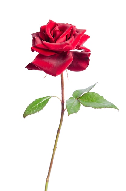 Photo a red rose bloom by gift