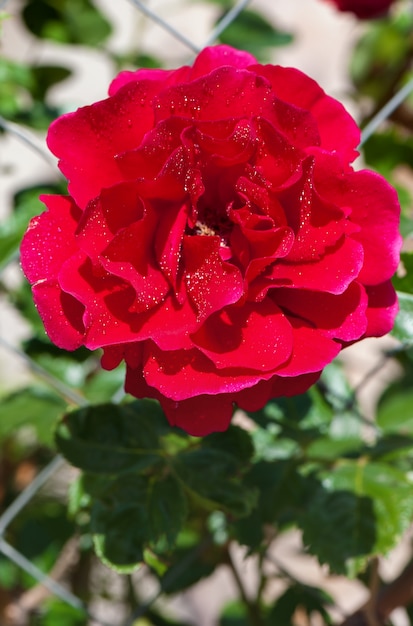 Rosa rossa che fiorisce su un recinto