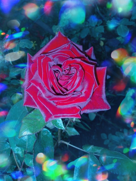 Foto rosa rossa che fiorisce nel giardino notturno una magica notte da favola
