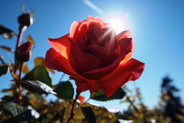 Red rose blooming in a splash of warm sunlight against blue sky created with generative ai