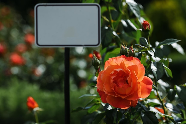 Foto una rosa rossa fiorisce in un giardino botanico