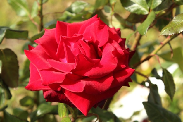 Red rose blooms in the garden