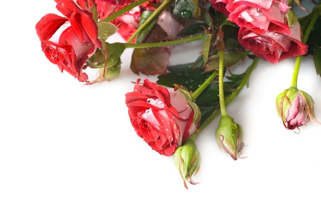 Red rose bouquet isolated on white