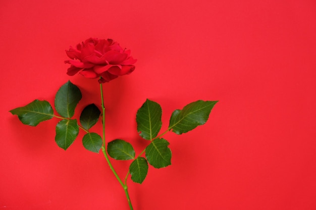 Foto rosa rossa su uno sfondo rosso brillante bellissimo sfondo floreale sfondo di san valentino