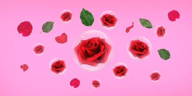 Red rose in bubble with green leaves and rose petals on pink background