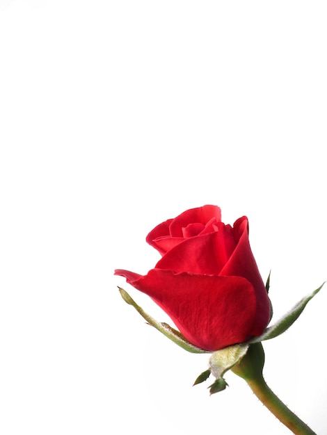 Red rose bud close up on a white background