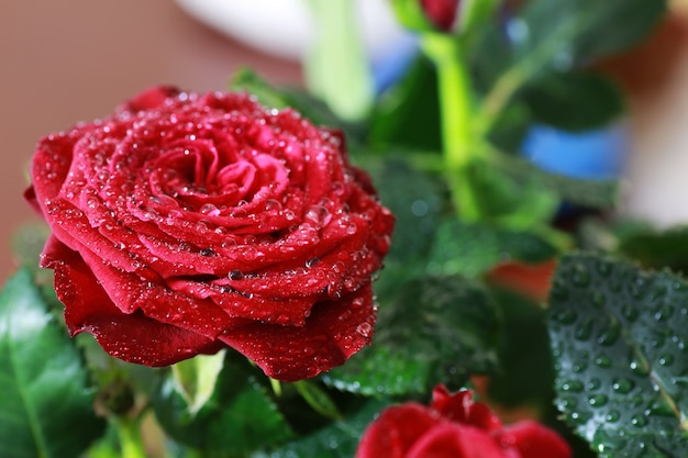 Red rose bud closeup