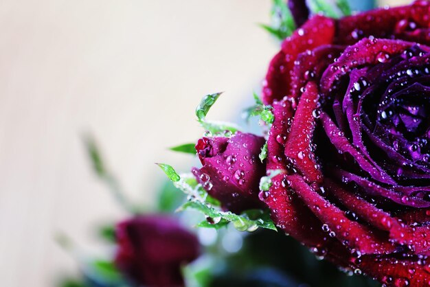 Red rose bud drop macro