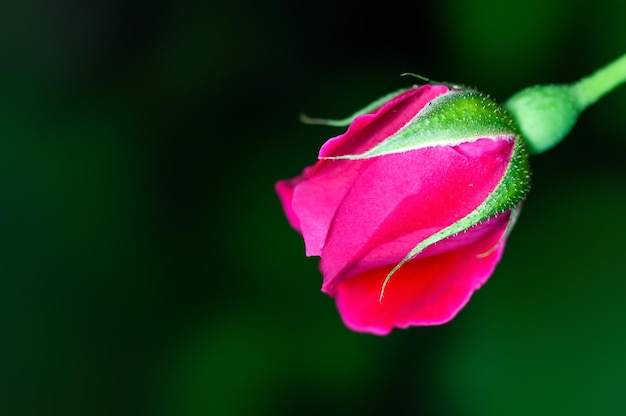 Bocciolo di rosa rossa in verde