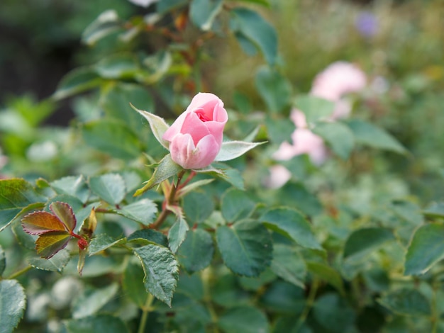 Red rose bud on a long stem with leaves on blurred background