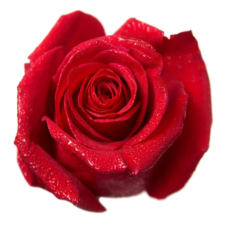 Photo red rose bud macro isolated on white background