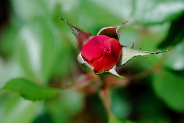 赤いバラのつぼみ