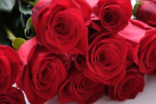 Red rose buds closeup beautiful fresh flowers