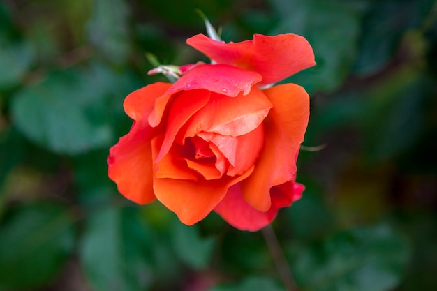 Red rose bursting into flower