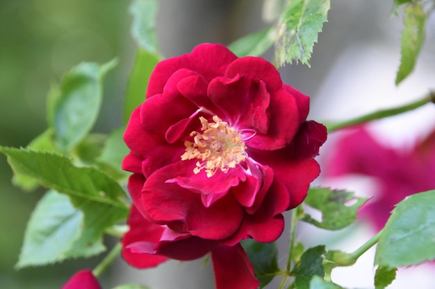 Фото Куст красных роз с блестящей цветущей розой