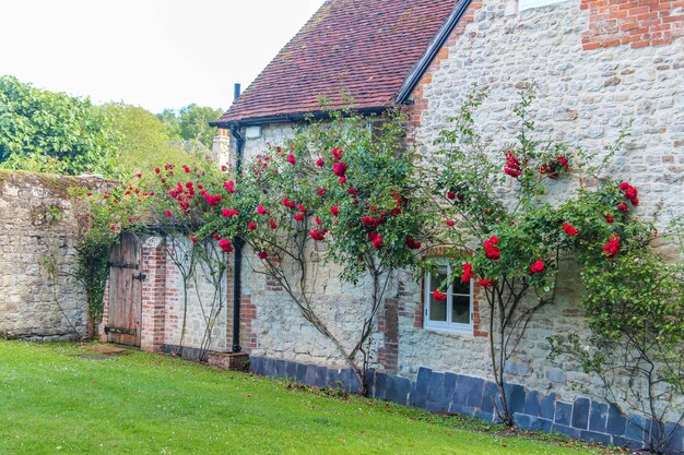 Foto cespugli di rose rosse contro una vecchia casa nella campagna inglese