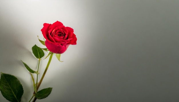 Red rose on clear backdrop perfect for messages or romantic themes