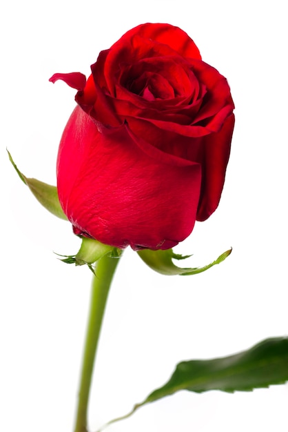 Red rose close up isolated white background