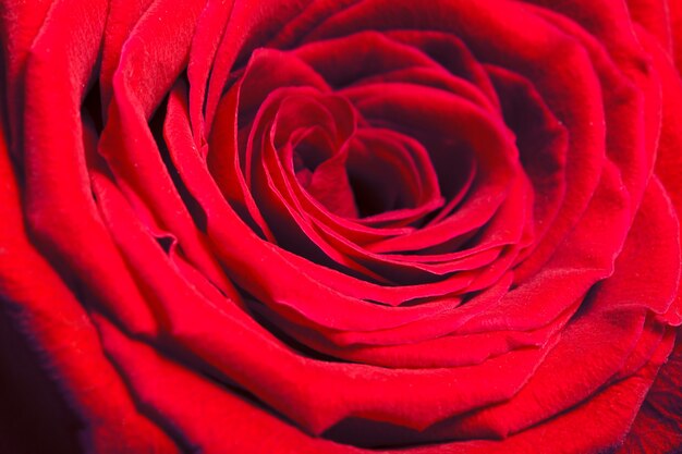 Red rose close up. macro