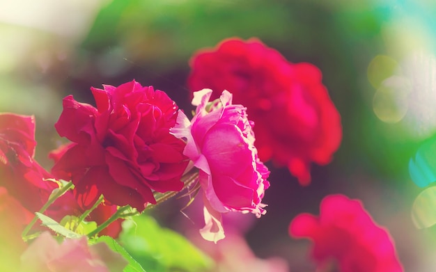 Red Rose, close up shot