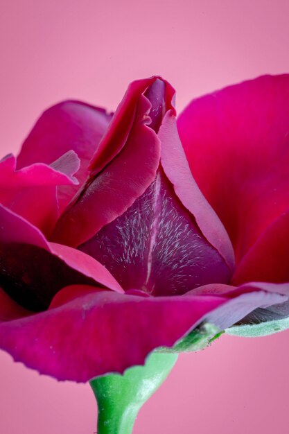 Red rose close up whit opened leaves