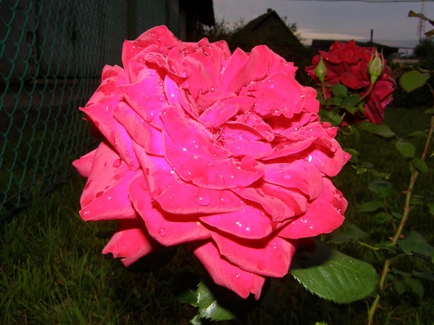 Red rose close-up with dew drops on the petals on a dark background. Leningrad region, Russia.