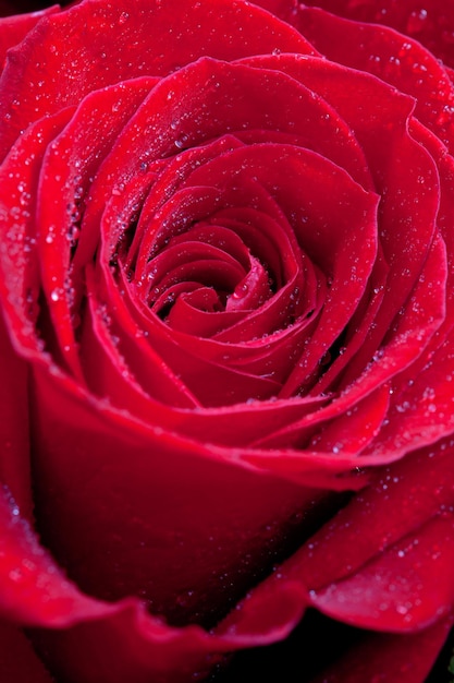 Red rose close up