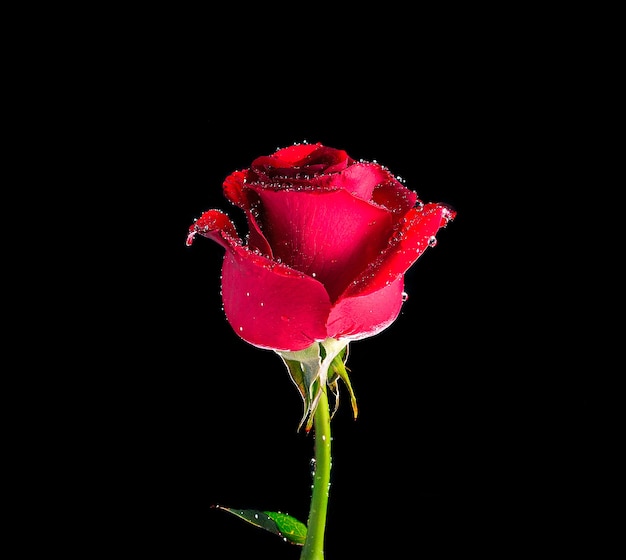 Red rose closeup on black