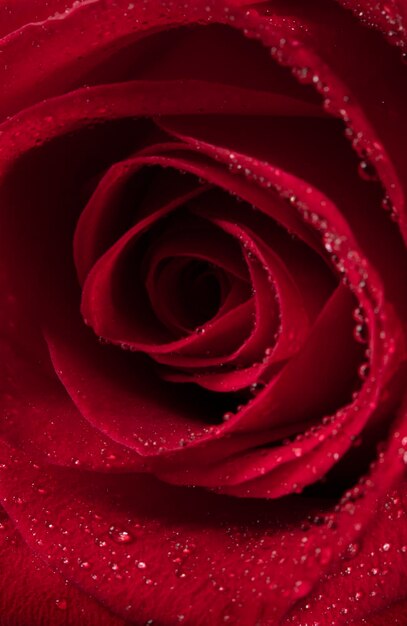 Red rose closeup with water droplets