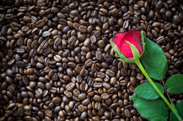 コーヒー豆の背景に赤いバラ