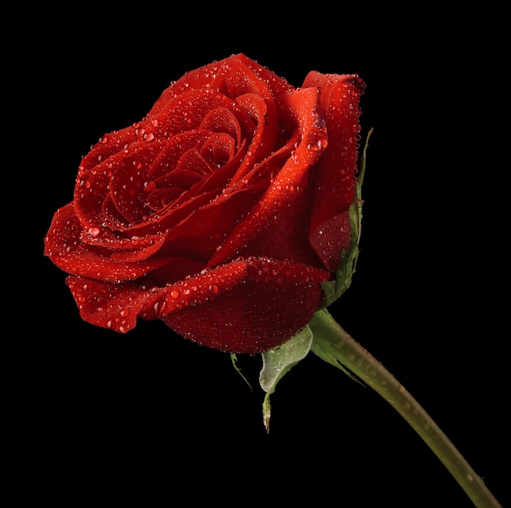 Photo red rose in dew drops