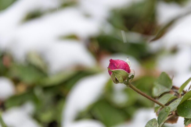 Red rose and the first frosts a winter background