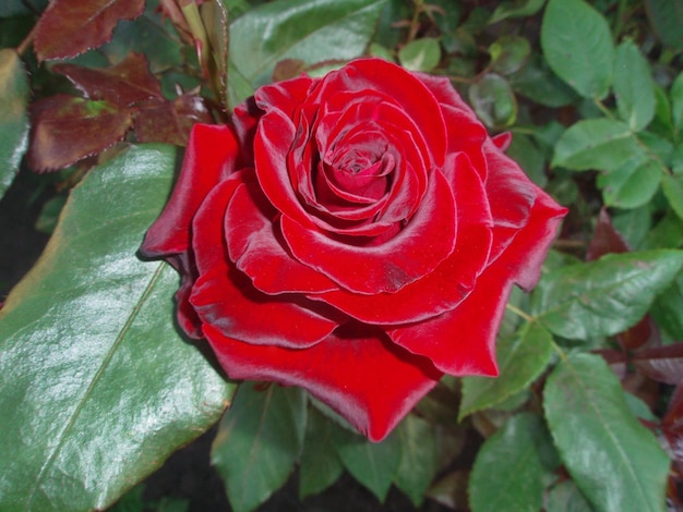 Red rose flower background Red roses on a bush in a garden Red rose flower Red rose Barkarole