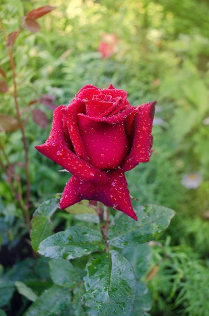 Red rose flower background red roses on a bush in a garden red rose flower red rose black magic