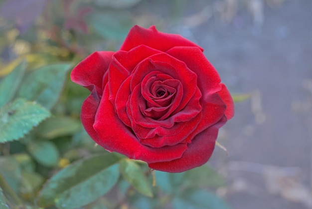 Red rose flower background Red roses on a bush in a garden Red rose flower Red rose Pride of England