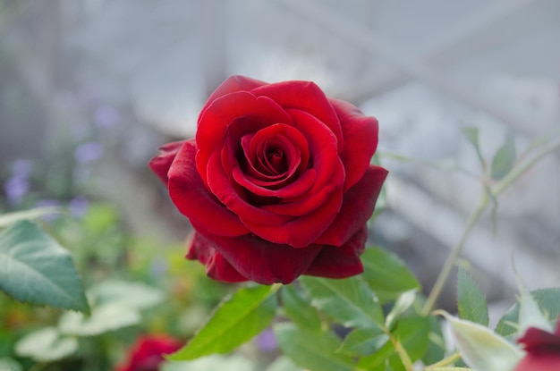 Red rose flower background Red roses on a bush in a garden Red rose flower Red rose Pride of England