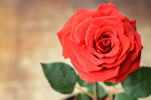 Red Rose flower  for background 