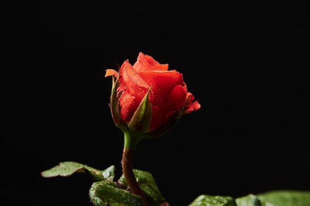 red rose flower in black background