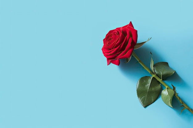Red rose flower on blue background Romantic Valentine's holiday concept