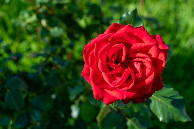 Red rose flower on blurred backdrop in the garden.