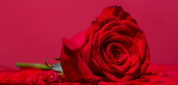 Red rose flower Close up of red roses and water drops Roses in flower shop A red rose bloom Rose petals Natural bright roses background Bright red rose for Valentine Day A close up macro shot