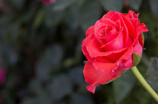 Red rose flower in the garden