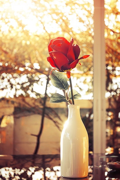 Foto fiore della rosa rossa in vaso di vetro